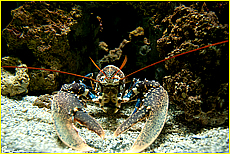 Cornwall Tourism Magazine - The National Lobster Hatchery - Meet the Lobsters